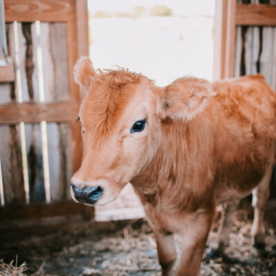 Cow